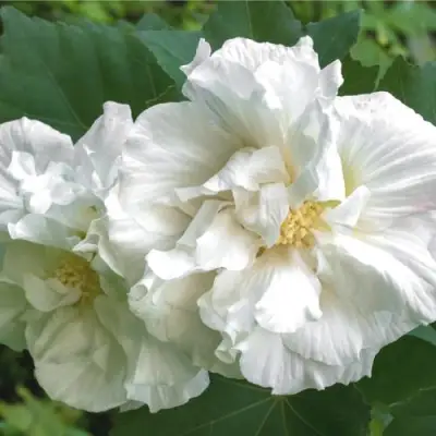 Гибискус АДМИРАЛ ДЕВЕЙ сирийский в Молодечно