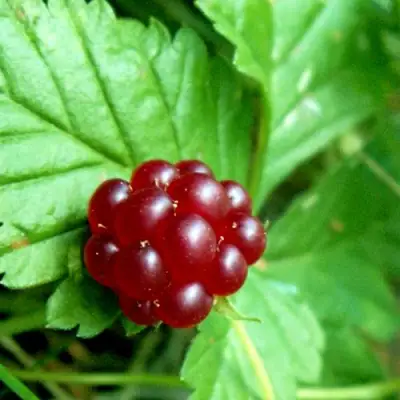 Княженика ЭЛПЕ в Молодечно