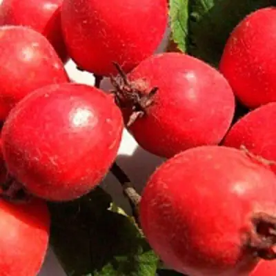 Боярышник КРУПНОПЛОДНЫЙ в Молодечно