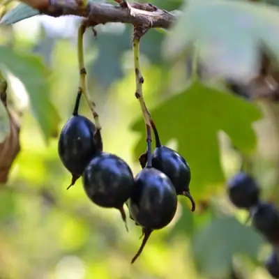 Смородина золотистая ДУСТЛИК в Молодечно