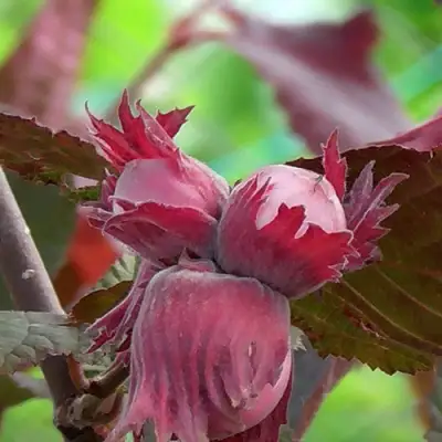 Фундук КАРДИНАЛ в Молодечно