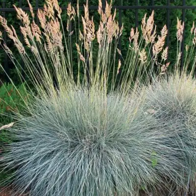 Овсянница ЭЛАЙДЖА БЛЮ в Молодечно