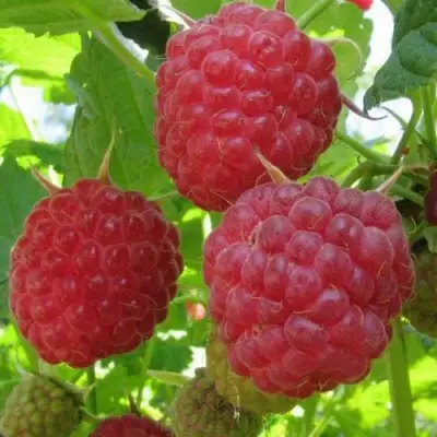 Малина НОВОСТЬ КУЗЬМИНА в Молодечно