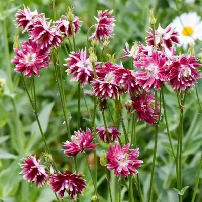 Аквилегия БАРЛОУ НОРА гибрид МакКаны в Молодечно