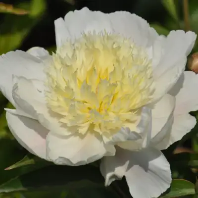 Пион ЗОЛОТАЯ ШПИЛЬКА травянистый в Молодечно