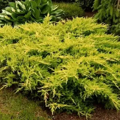 Можжевельник МОРДИГАН ГОЛД средний в Молодечно