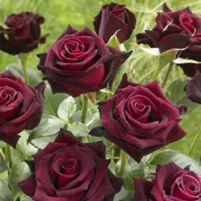 Роза БЛЭК БАККАРА чайно-гибридная в Молодечно