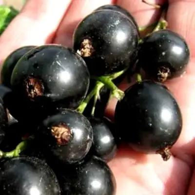 Смородина чёрная ЧЕРЕШНЁВАЯ в Молодечно