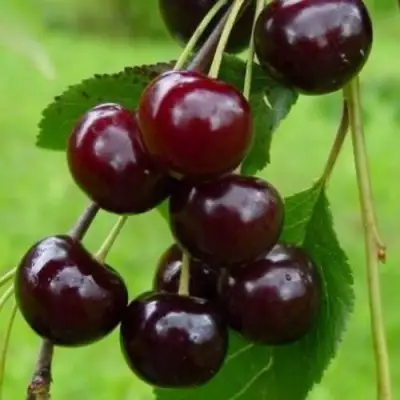 Вишня ЛАСУХА в Молодечно