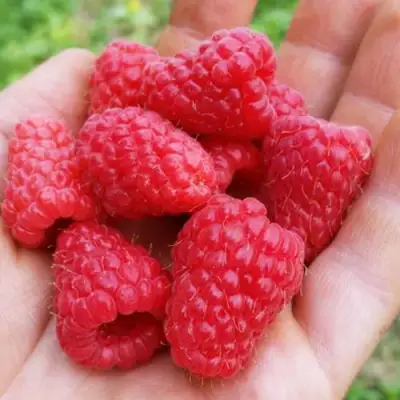 Малина ТУЛАМИН в Молодечно