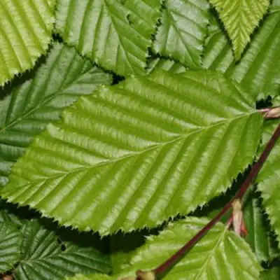 Граб японский в Молодечно