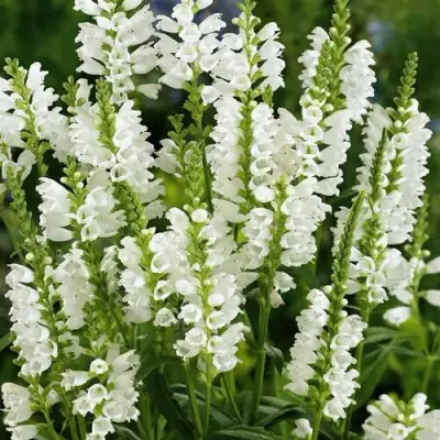 Физостегия АЛЬБА виргинская в Молодечно