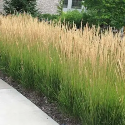 Вейник КАРЛ ФОРСТЕР остроцветковый в Молодечно