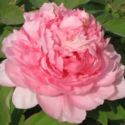 Пион ИМПЕРАТОРСКАЯ НАЛОЖНИЦА древовидный в Молодечно