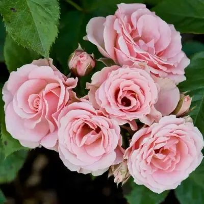 Роза КЛАССИК ЛИДИЯ спрей в Молодечно