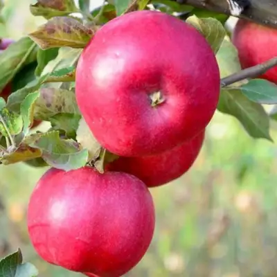 Яблоня АЙДАРЕД в Молодечно