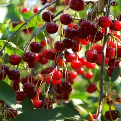 Вишня БРУСНИЦЫНА степная в Молодечно