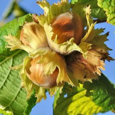 Фундук ТОНДА РОМАНА в Молодечно