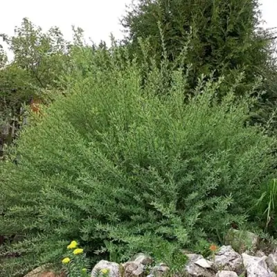 Ива НАНА пурпурная в Молодечно