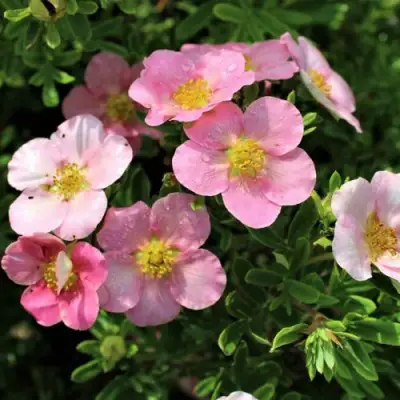 Лапчатка ЛАВЛИ ПИНК кустарниковая в Молодечно