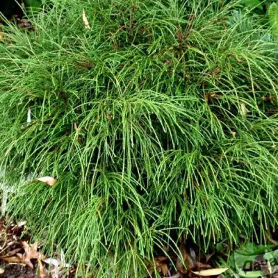 Туя ВИПКОРД складчатая в Молодечно