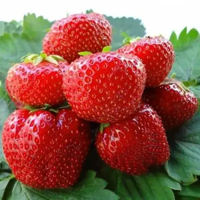 Клубника ВИМА ЗАНТА в Молодечно