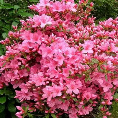 Азалия РОКОКО японская в Молодечно