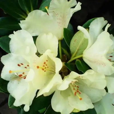 Рододендрон ГОЛДКРОН в Молодечно