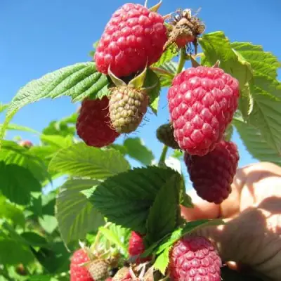 Малина ЕВРАЗИЯ в Молодечно