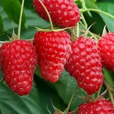 Малина КАСКАД ДЕЛАЙТ в Молодечно