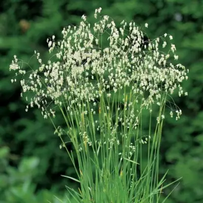 Трясунка средняя в Молодечно