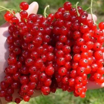 Смородина красная РЕД ПУЛ в Молодечно