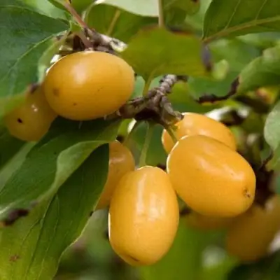 Кизил ЯНТАРНЫЙ в Молодечно