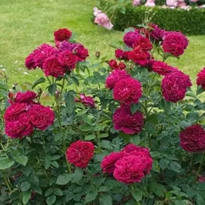 Роза МАНСТЕД ВУД английская в Молодечно