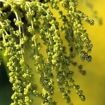 Дуб скальный в Молодечно