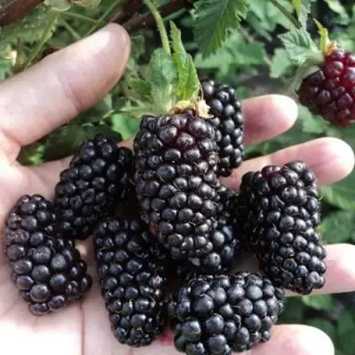 Ежевика ЛОХ НЕСС бесшипная  в Молодечно