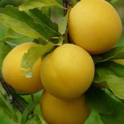 Слива СОЛНЫШКО в Молодечно