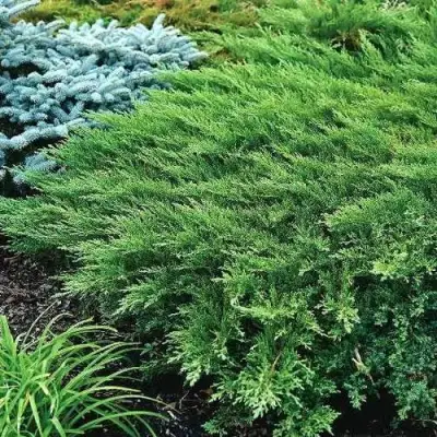 Можжевельник РОКЕРИ ДЖЕМ казацкий  в Молодечно