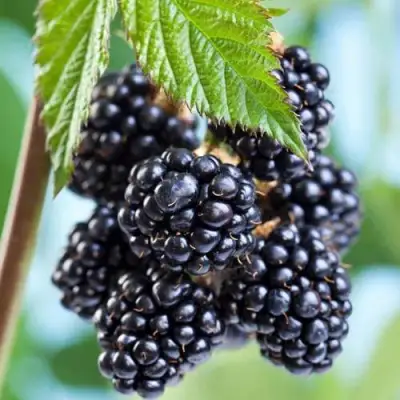 Ежевика БЛЭК САТИН бесшипная  в Молодечно