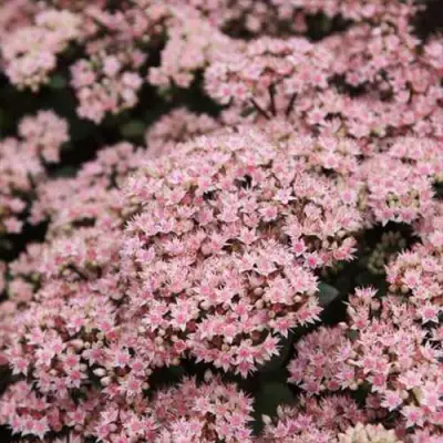 Очиток (седум) МАТРОНА в Молодечно