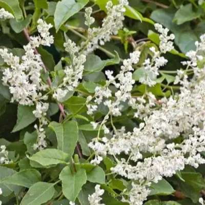 Фаллопия АУБЕРТА в Молодечно