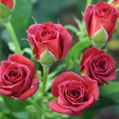 Роза ЧОКОЧИНО спрей в Молодечно