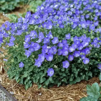 Колокольчик САНТА карпатский в Молодечно