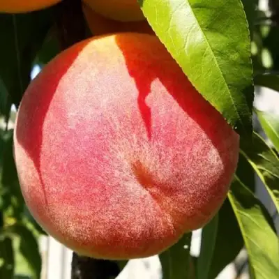 Персик ВАЙН ГОЛД Т3 в Молодечно