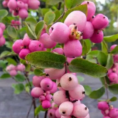 Снежноягодник ФИЕСТА БЕРРИ доренбоза в Молодечно