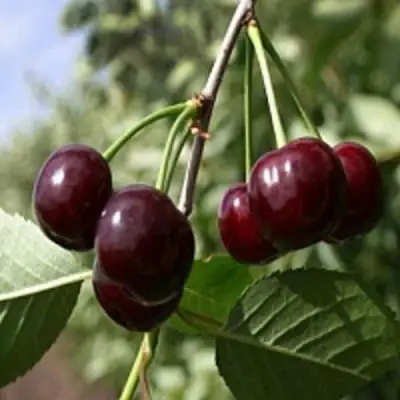 Вишня ВЛАДИМИРСКАЯ в Молодечно