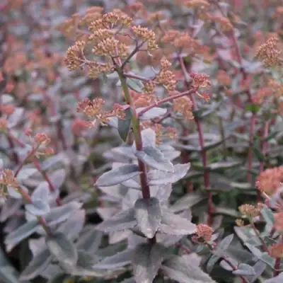 Очиток (седум) РЭЙН КСЕНОКС видный в Молодечно