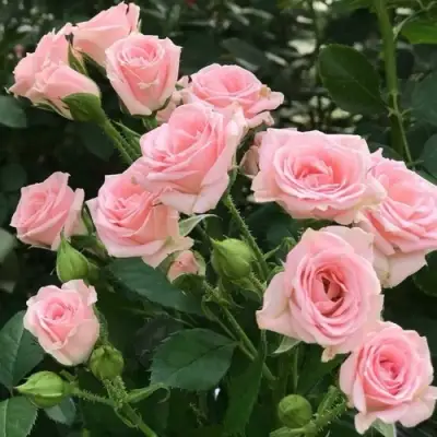 Роза КЛАССИК ЛИДИЯ спрей в Молодечно