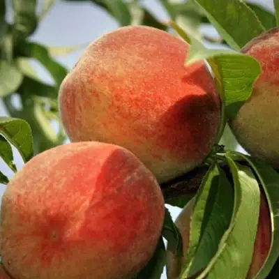 Персик ВУЛКАН в Молодечно