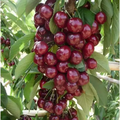 Вишня КОРОЛЕВА колонновидная в Молодечно